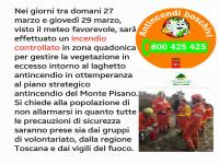 INTERVENTO BOSCHIVO